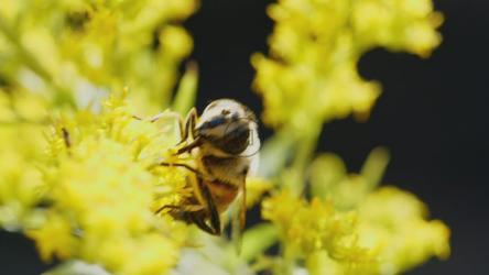 蜜蜂采集花粉[]