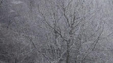 Snow covering a forest and fields[]