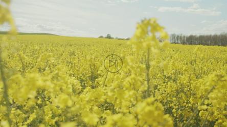 准备收割的作物[4K]