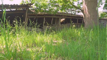 灌木丛中陈旧、废弃、被毁的小屋[免费商用]