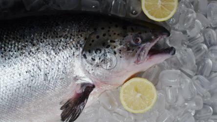 新鲜的鱼和柠檬片躺在一堆冰里[]