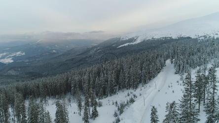 山区的松树林，空中[4K]