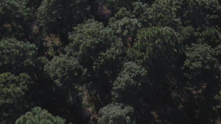 Green treetops[4K免费商用]