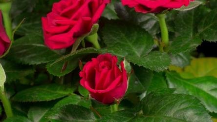 红玫瑰在玫瑰花丛上开着花瓣[4K]