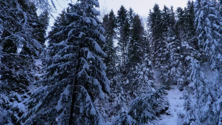 在被雪覆盖的森林里[]