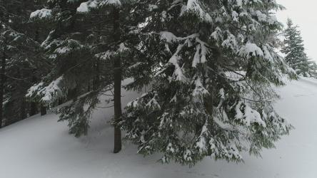 从底部到顶部看到的雪花松林[4K]