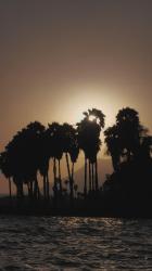 日落或日出在棕榈树上[免费商用竖屏]