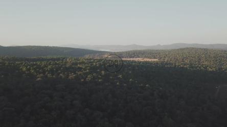 树梢上的阳光鸟瞰图[4K免费商用]