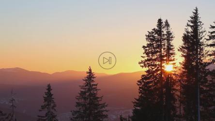 Sun rising in the skyline in the forest[]