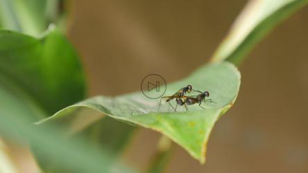 蚊子在绿叶上交配[4K]