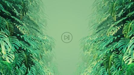 漫步在瑞士奶酪植物的叶子之间[]