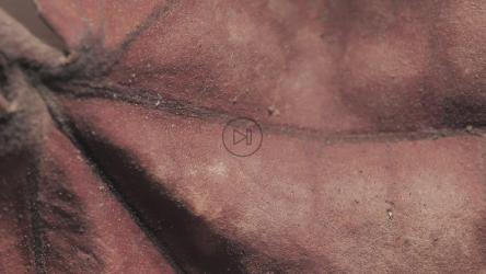 Autumn leaf seen very close[免费商用]