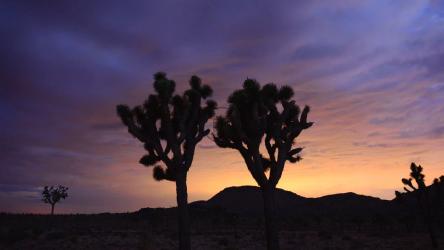 约书亚树夜晚的时光流逝[]