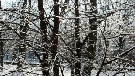 Branches swaying while covered in snow[]