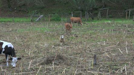 绵羊和小牛在田里打架[4K]