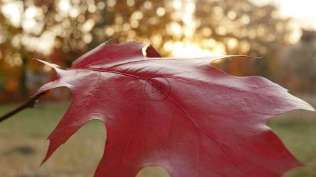 夕阳下的红叶[]