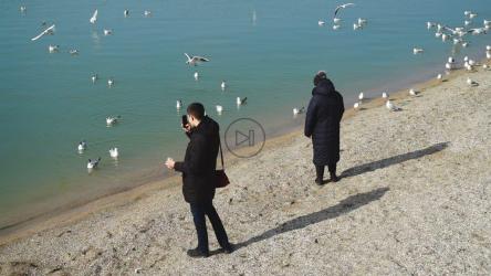 为海鸥拍照的游客[]