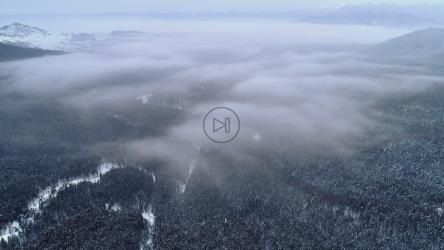 云层下一片树林的航拍[4K]