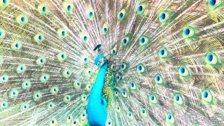 一只年轻的孔雀展示羽毛以吸引雌性[]