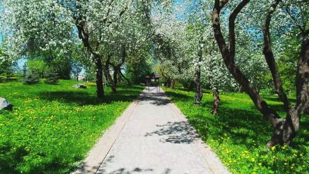 春日，美丽的樱花排列在小路旁[]