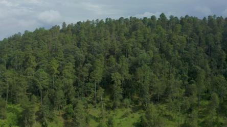 空中漫步在一片巨大的松林之上[4K免费商用]