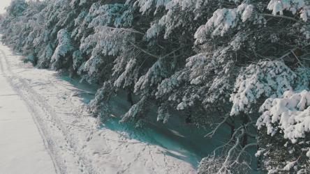 被雪覆盖的冬季松林[4K]