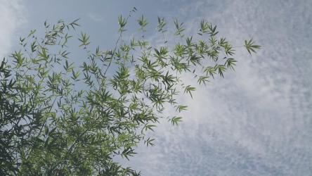 竹子在微风中移动[]