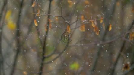 Gentle snow in the Autumn[]