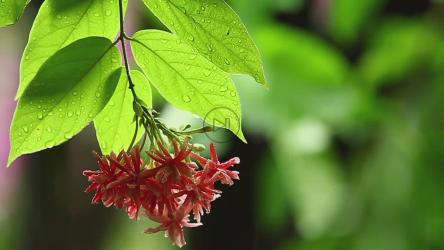 雨后的丛林植物[]