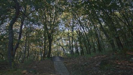 山地自行车手在树林里跳坡道[免费商用]