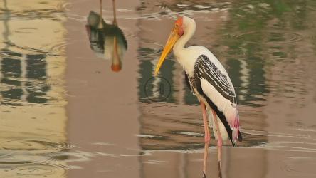 鹳站在流动的水中[]