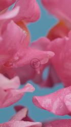 潮湿的郁金香花瓣纹理[免费商用竖屏]