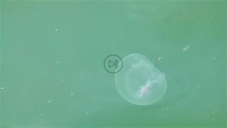 水母在绿色的水中游泳[]