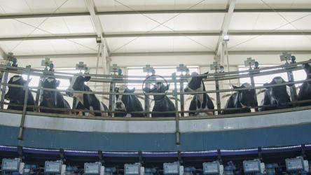 正在挤奶的奶牛的脸[]