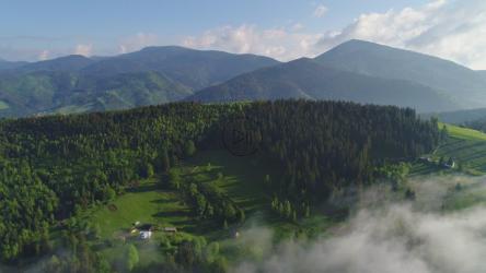 Green forest full of pine trees in spring[4K]