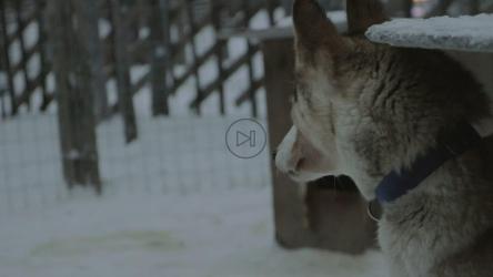 哈士奇享受雪[4K]