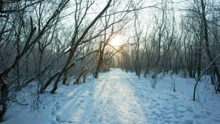 在冬季森林的雪地里旅行[]