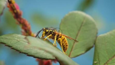 蜜蜂在树叶上行走[]