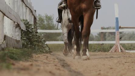 马在马场周围行走时的腿部特写[]