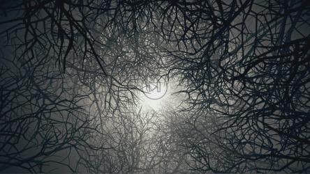 枯树旋转隧道的抽象视频[]