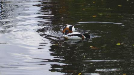 一对野鸭在湖中觅食[]