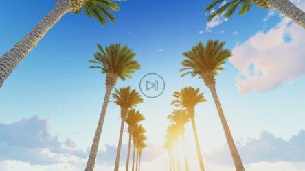 走在高高的棕榈树走廊上[]