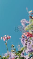 粉红色的小花[免费商用竖屏]