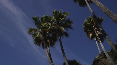 一些棕榈树被风吹走的低视图[4K]