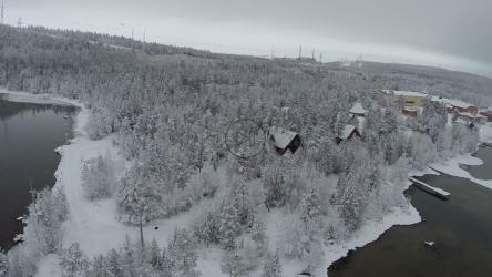 被雪覆盖的松树[]