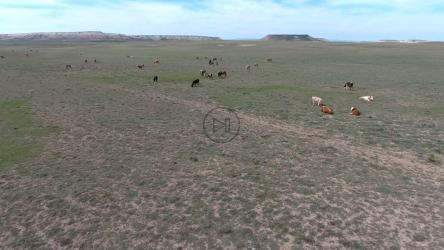 一群奶牛在平原上吃草[4K]