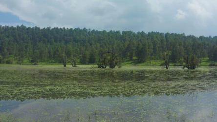 游览一片大松树林中间的湖泊[4K免费商用]