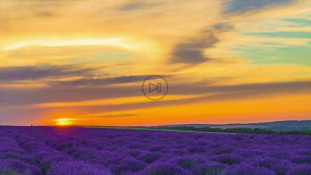 橙色日落中的薰衣草田[4K]