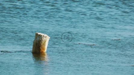 Log rising in the sea[]