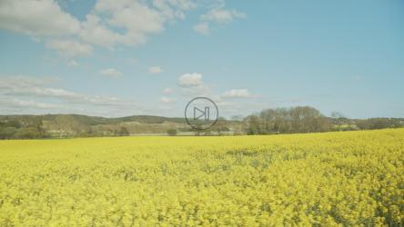 蓝天下的庄稼[4K]